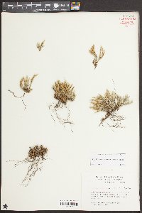 Bryodesma acanthonota image