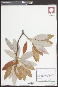 Magnolia viginiana image