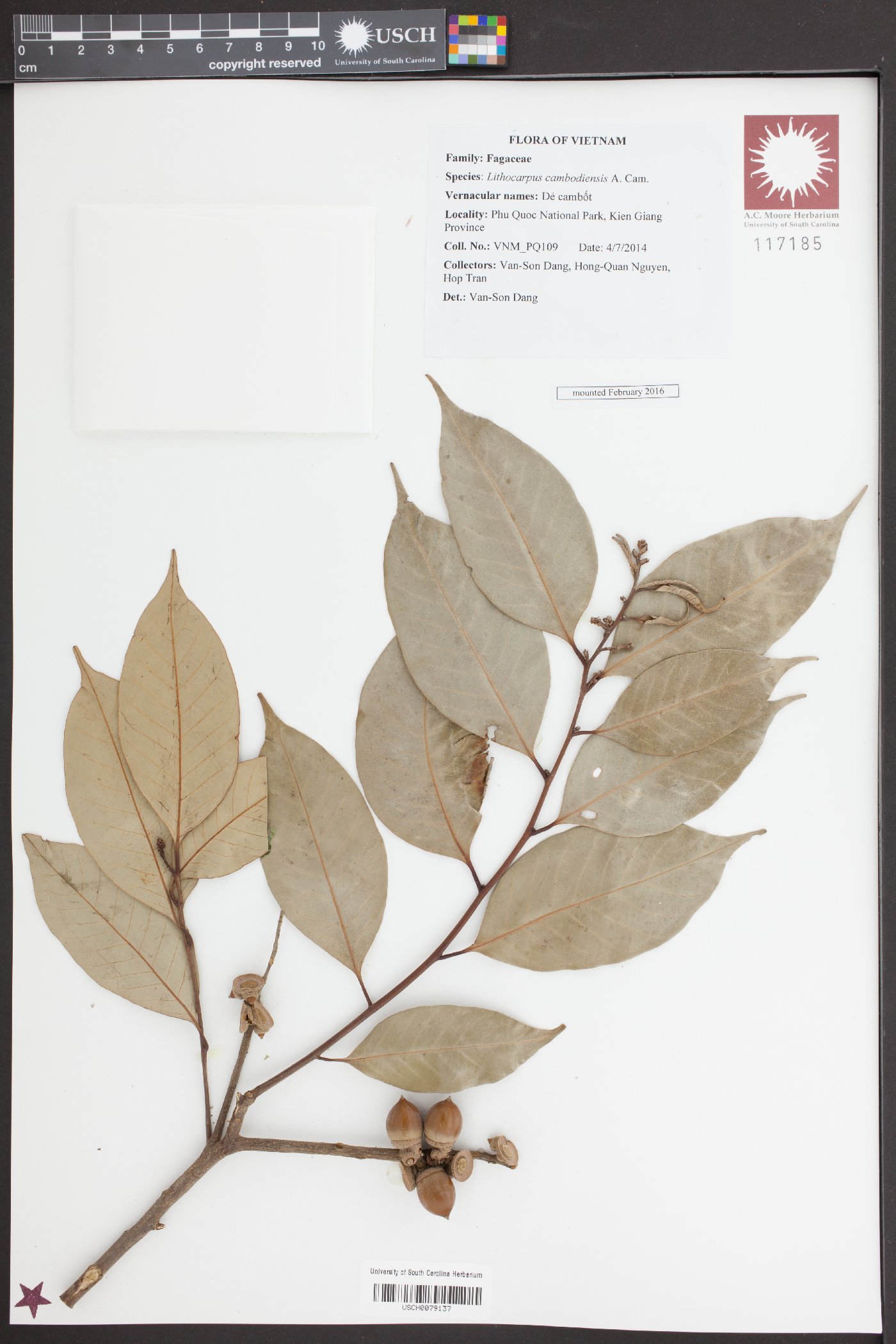 Lithocarpus cambodiensis image