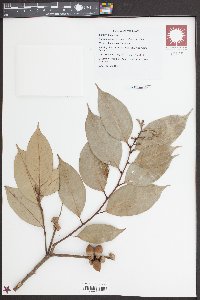 Image of Lithocarpus cambodiensis