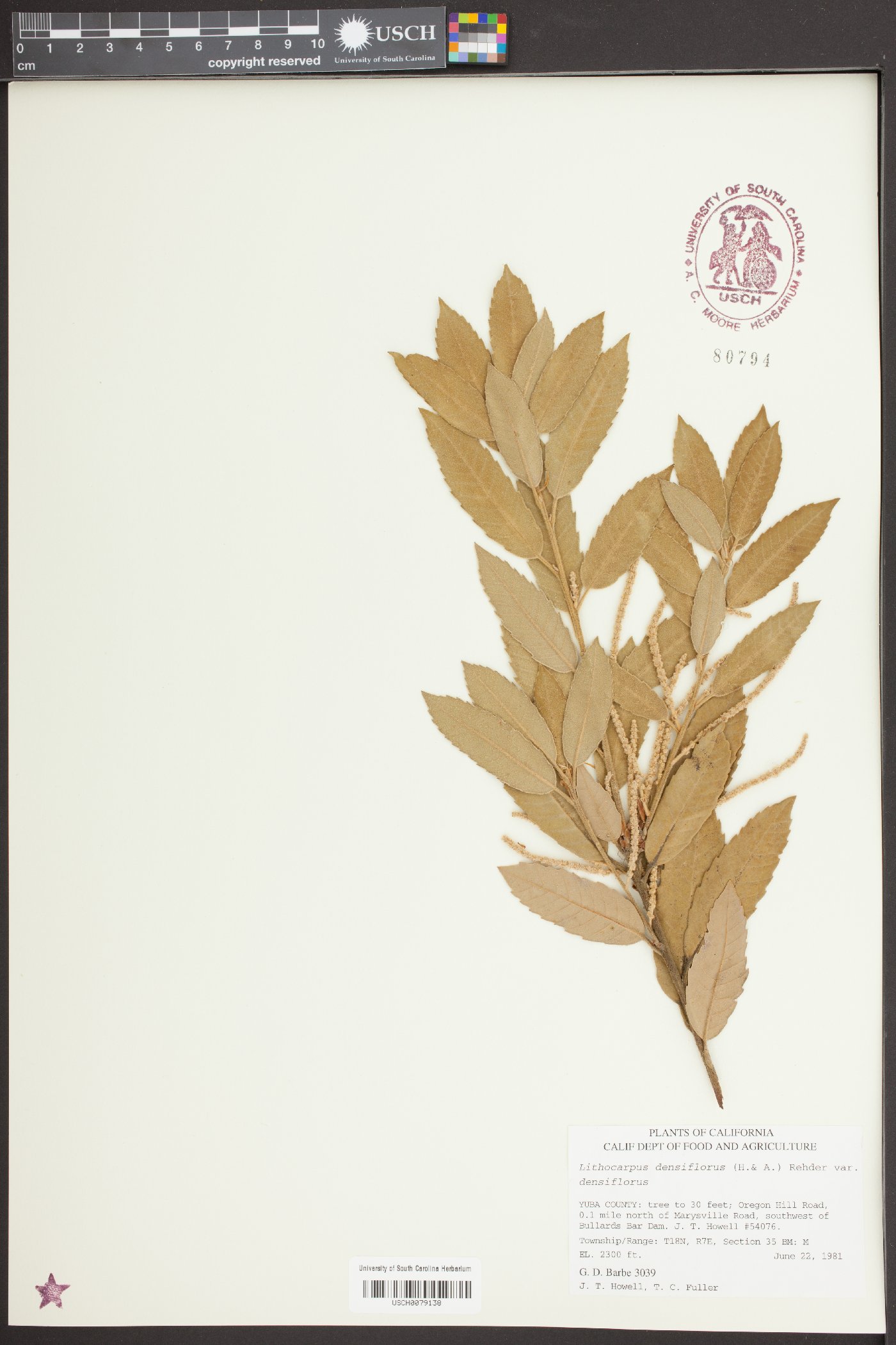 Lithocarpus densiflorus image