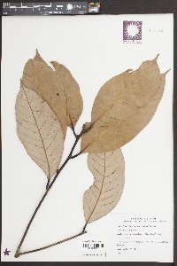 Image of Lithocarpus honbaensis