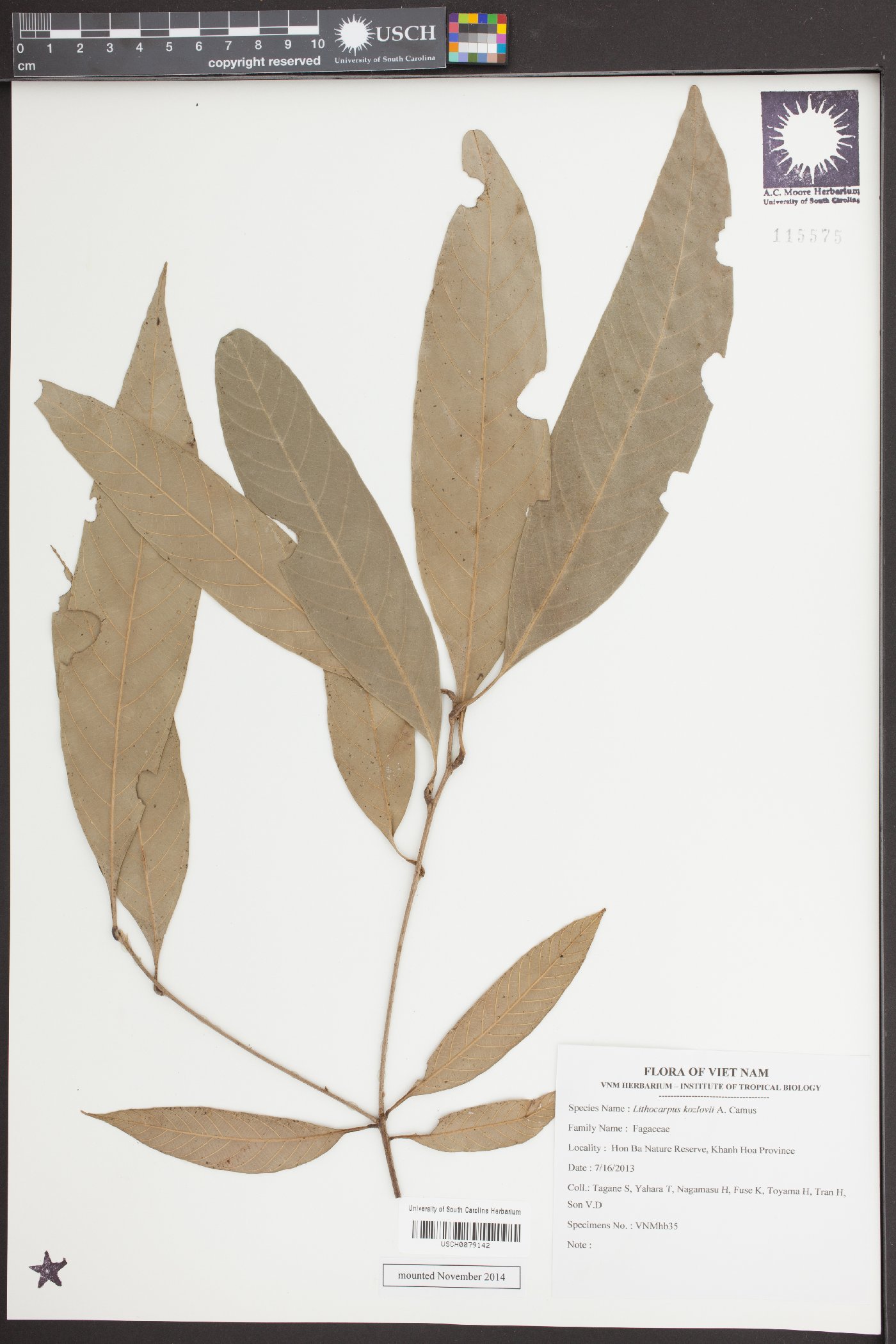 Lithocarpus kozlovii image