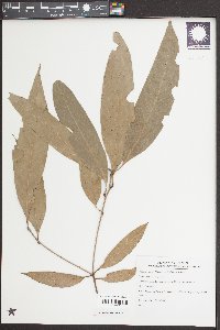 Image of Lithocarpus kozlovii