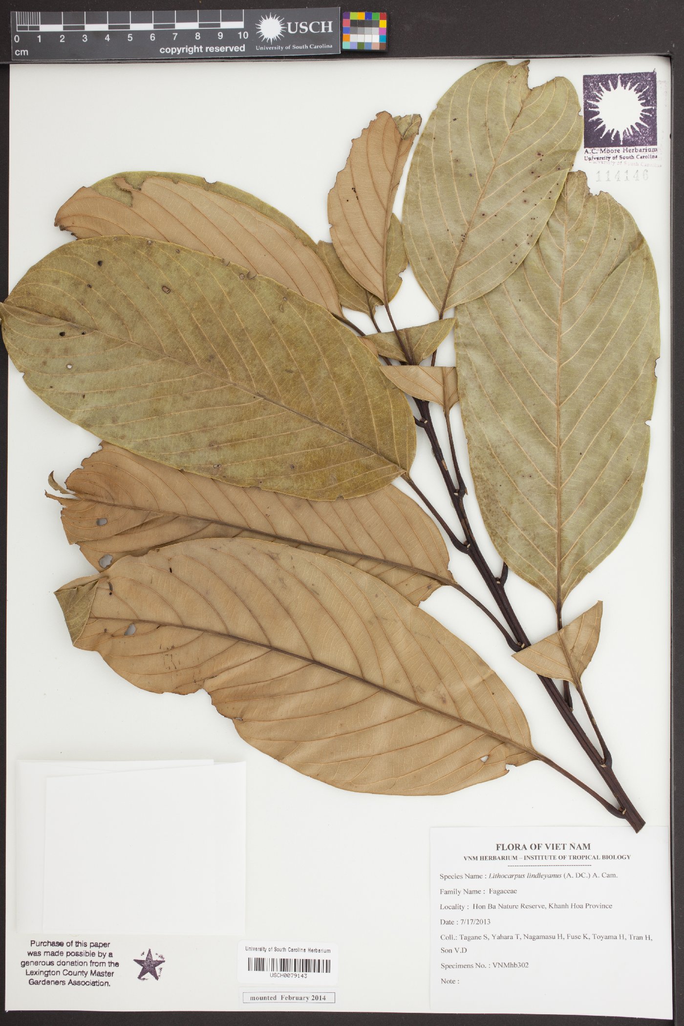 Lithocarpus lindleyanus image