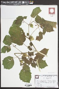 Physalis pubescens image