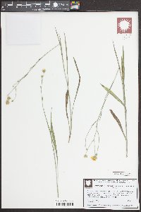 Pityopsis oligantha image