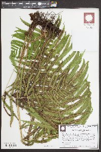 Christella hispidula image