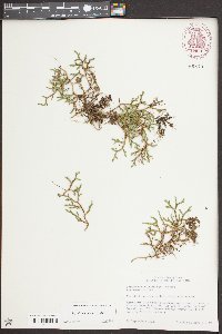 Selaginella rupestris image