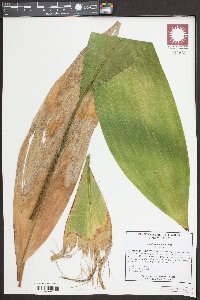 Aspidistra elatior image