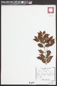 Osmanthus heterophyllus image