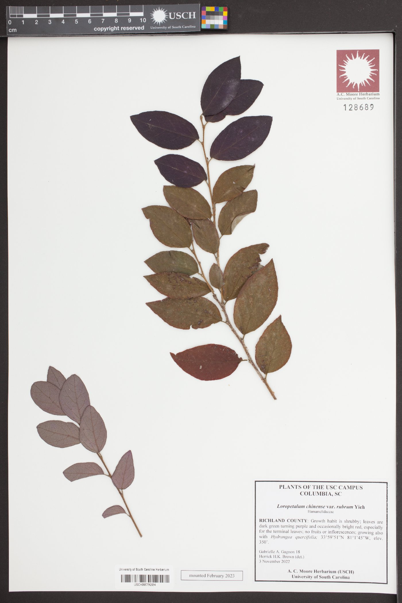 Loropetalum chinense var. rubrum image
