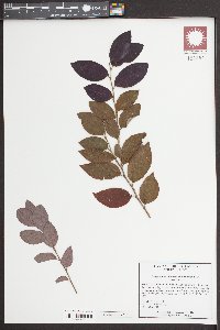 Loropetalum chinense image