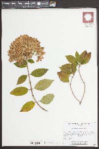 Hydrangea paniculata image