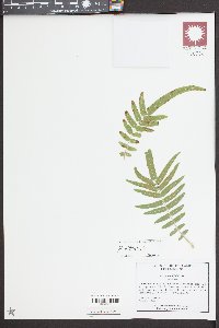 Pteris vittata image