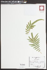 Pteris vittata image