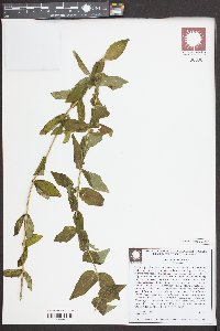 Rhexia virginica image