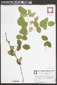 Rhynchosia tomentosa image