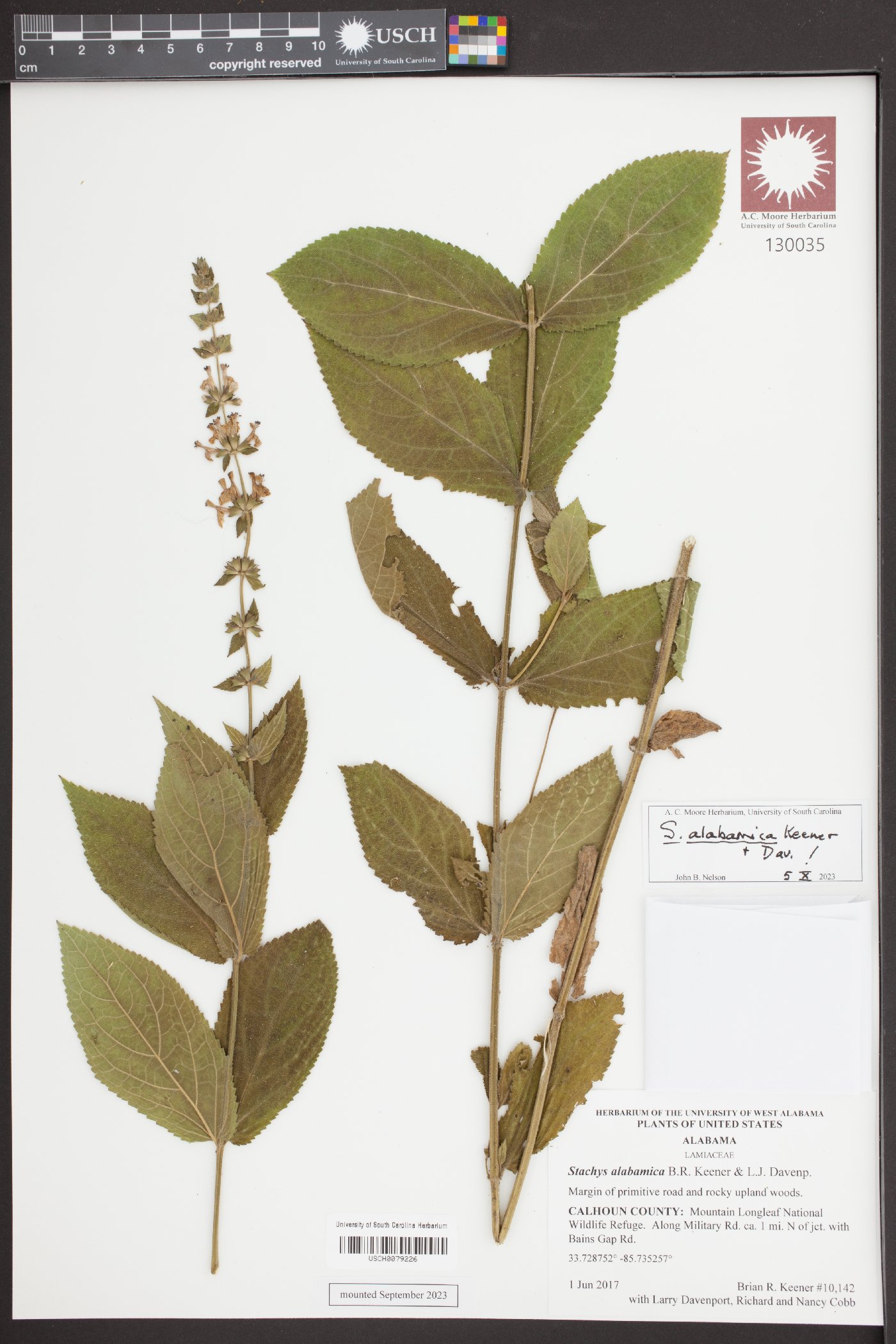 Stachys alabamica image