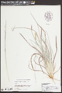 Andropogon capillipes image