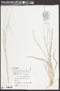 Andropogon capillipes image
