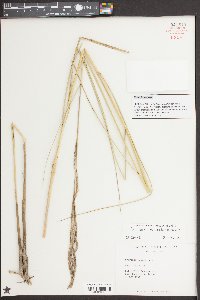 Spartina bakeri image