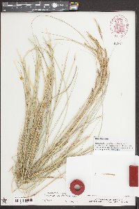Spartina bakeri image