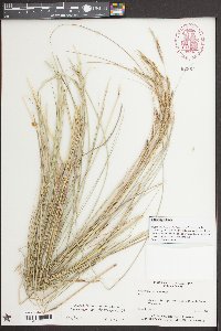 Spartina bakeri image
