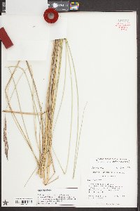 Spartina bakeri image