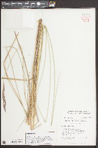 Spartina bakeri image