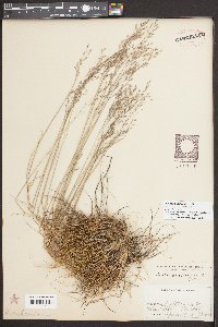 Avenella flexuosa image