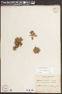 Selaginella rupestris image