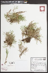 Selaginella tortipila image