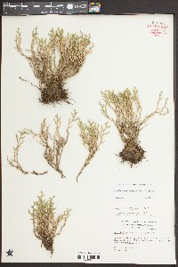 Selaginella tortipila image