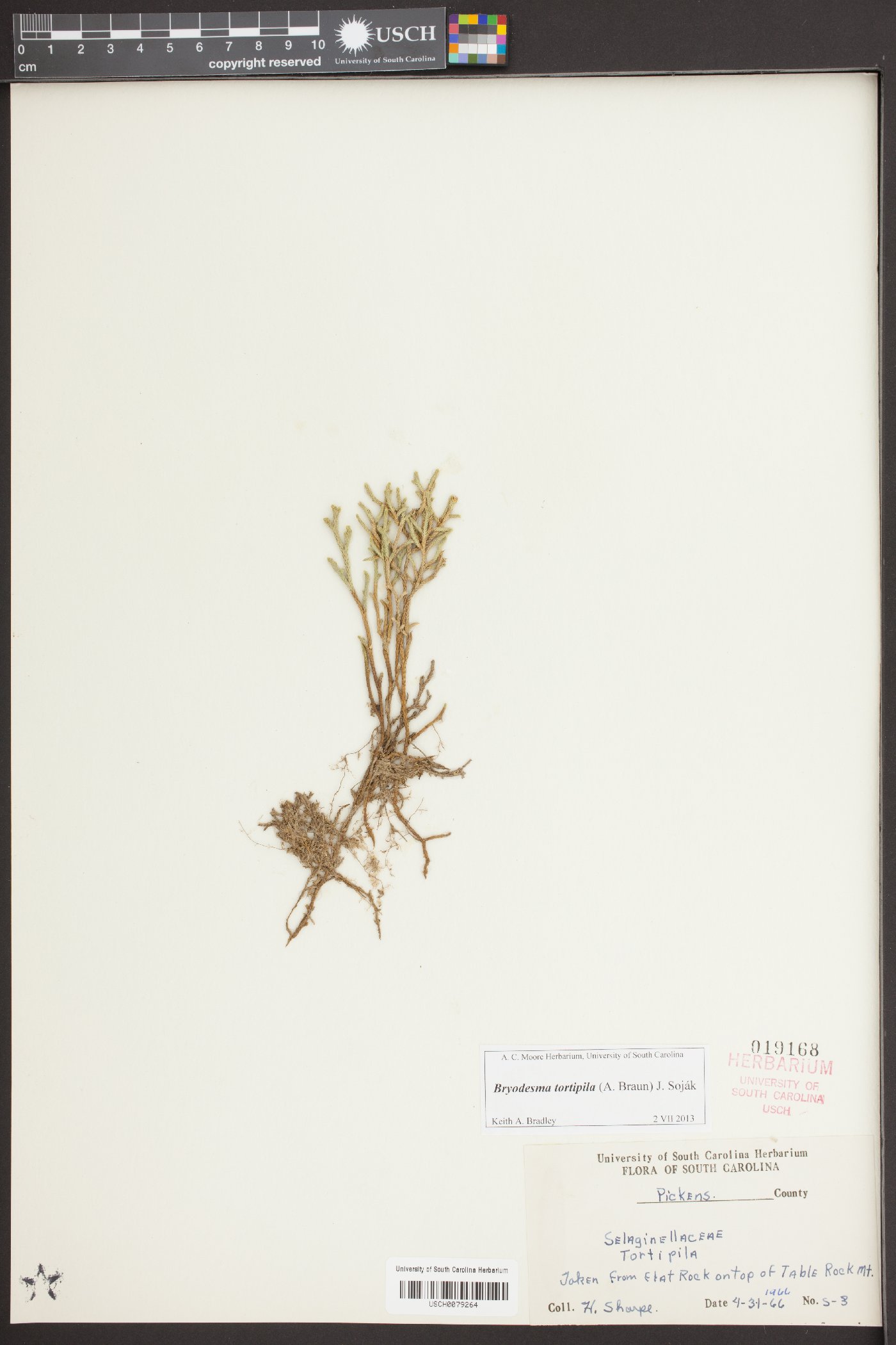 Selaginella tortipila image