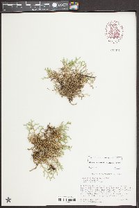 Selaginella tortipila image