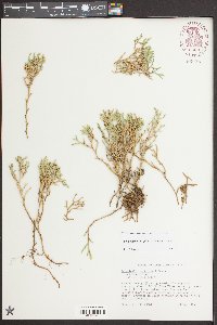 Selaginella tortipila image