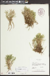 Selaginella tortipila image