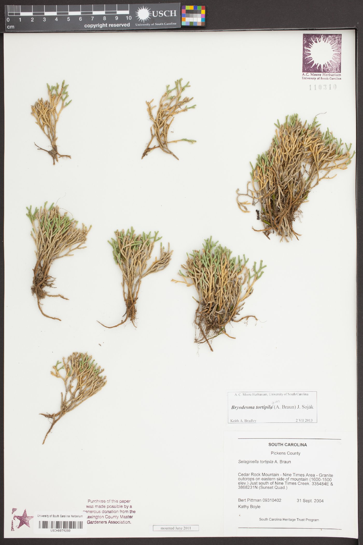 Selaginella tortipila image