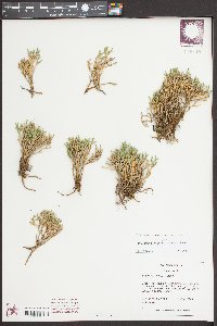 Selaginella tortipila image