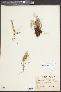 Selaginella tortipila image