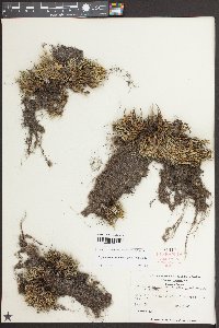 Bryodesma acanthonota image
