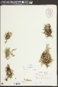 Selaginella rupestris image