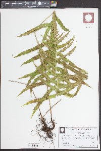 Christella hispidula image