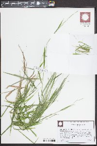 Leersia virginica image