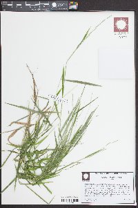 Leersia virginica image