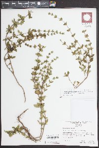 Clinopodium talladeganum image