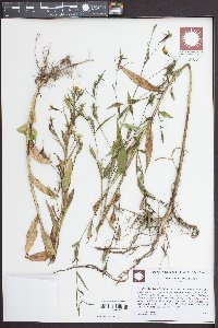 Ludwigia decurrens image