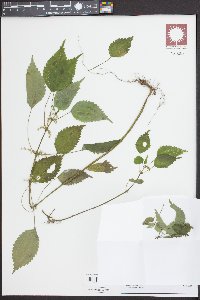 Pilea pumila image