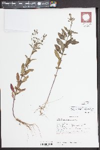 Trichostema dichotomum image